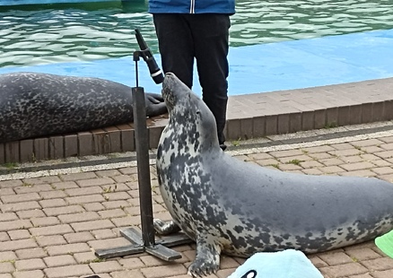 Trzecioklasiści z wizytą u fok w Sarbsku