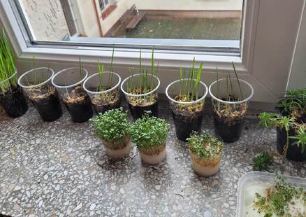 Ogródek na parapecie